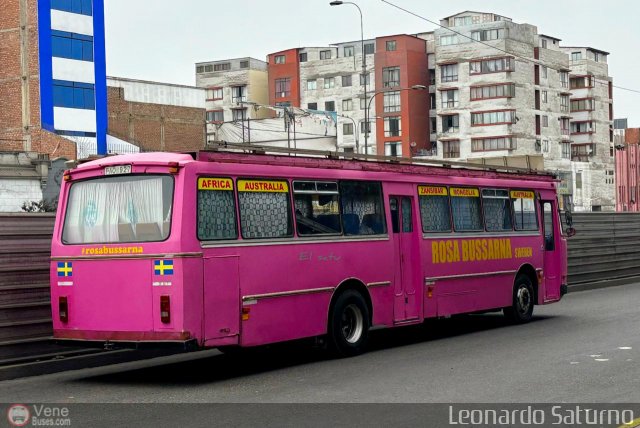 Rosa Bussarna 927 por Leonardo Saturno